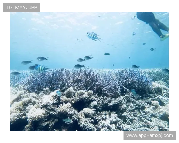 澳门PA真人游戏的最新趋势与未来发展方向，助力玩家把握行业动态